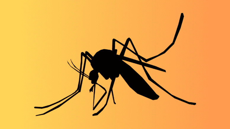 a drawing of a mosquito