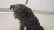 A gray/black dog with a blue leash, looking sad