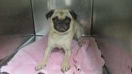 A fawn pug inside a cage with a pink leash