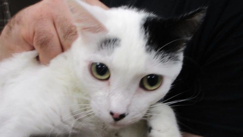 A white/black cat held by someone behind