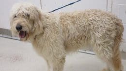 A golden poodle with a blue leash, looking happy