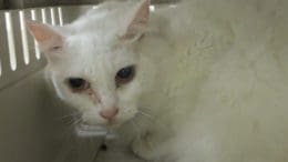 A white cat inside a cage, looking angry