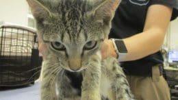 A tabby/white cat held by someone behind, looking angry