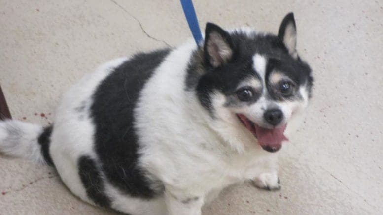 A black/white chihuahua with a blue leash, looking happy.