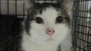 A tabby and white cat inside a cage, looking sad