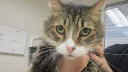 A tabby/white cat held by someone behind