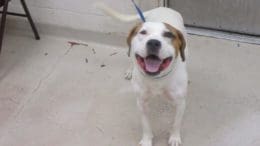 A white/tan pit bull with a blue leash, looking happy