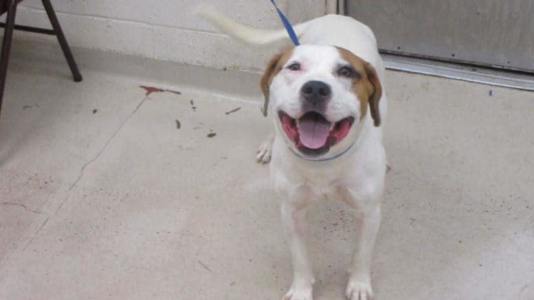 A white/tan pit bull with a blue leash, looking happy