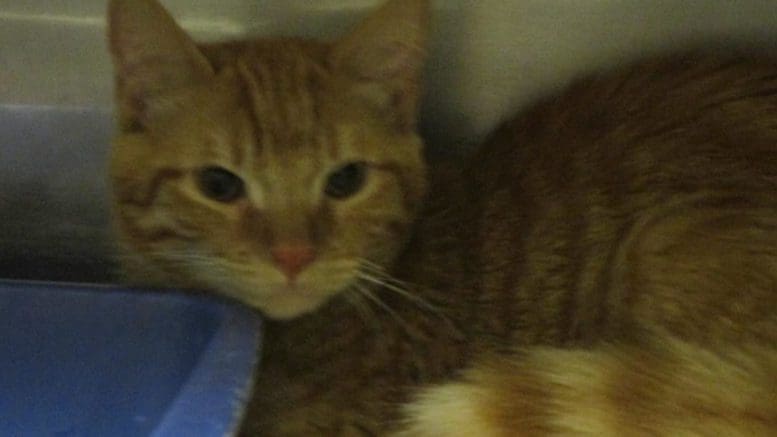 An orange tabby cat inside a cage with a blue cloth