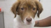 A brown white spaniel held by someone behind, looking sad