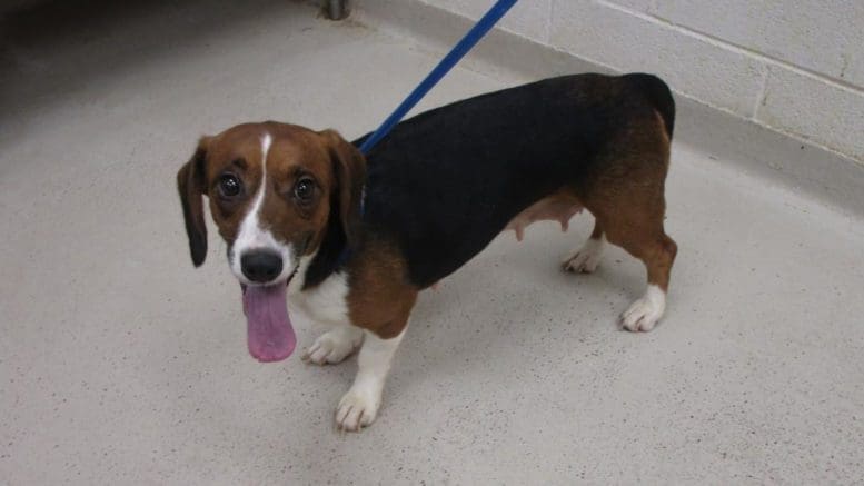 A tri-color beagle with a blue leash and tongue's out