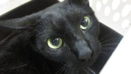 A black cat inside a cage, looking sad