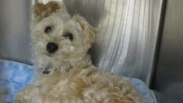 A white toy breed inside a cage with a blue cloth