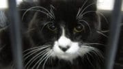 A black/white cat inside a cage, looking sad