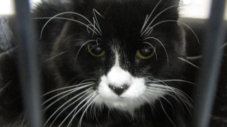 A black/white cat inside a cage, looking sad