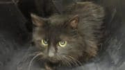 A black cat inside a cage, looking angry