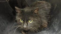 A black cat inside a cage, looking angry