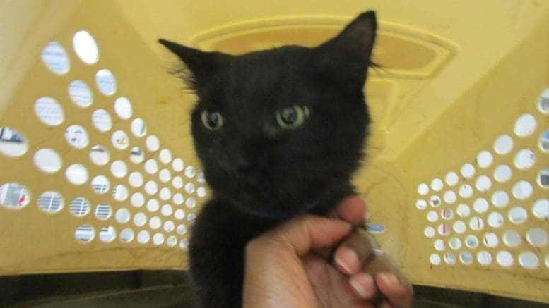 A black cat inside a white/black cage