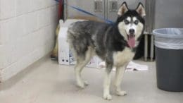 A black/white husky with a blue leash, looking happy