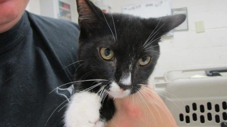 A black/white cat held by someone behind