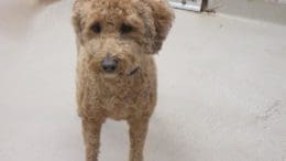 A apricot poodle looking happy