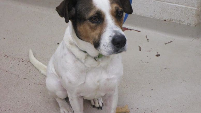 A tri-color hound, looking sad