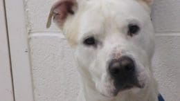 A white/tan pit bull type, looking angry