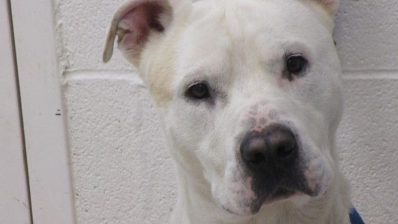 A white/tan pit bull type, looking angry