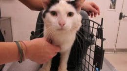 A white/black cat going out from a cage