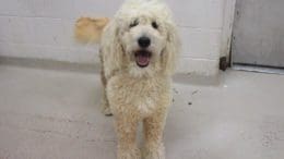 A blonde poodle, looking happy