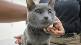 A gray tabby cat held by someone
