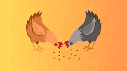 Two hens eating off the ground