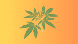 a cannabis plant