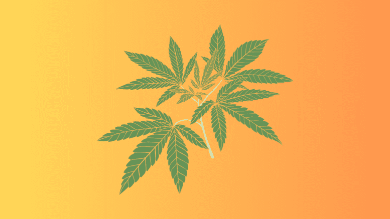 a cannabis plant