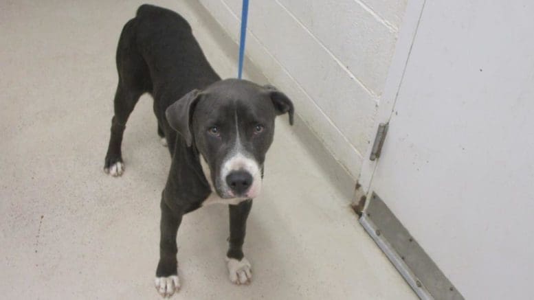 A gray/white pit bull with a blue leash