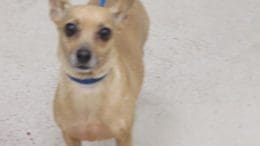 A tan chihuahua with a blue leash