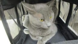 A gray cat inside a cage, looking outside