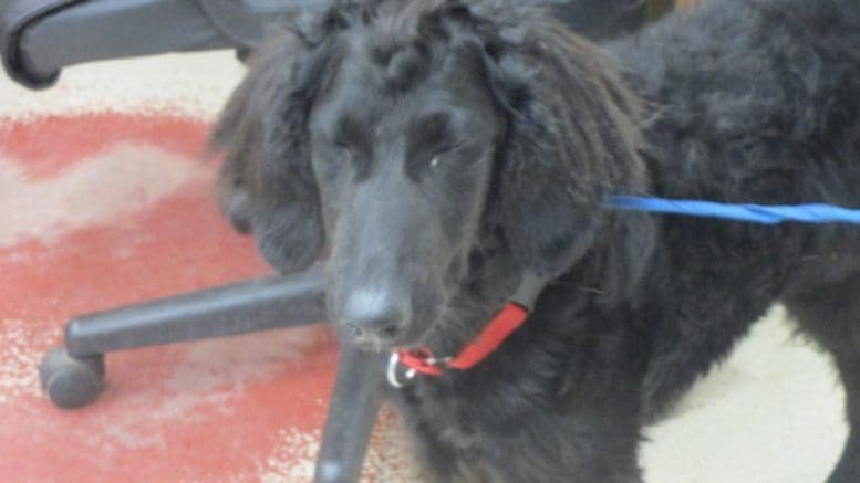 A black/white dog with a blue leash