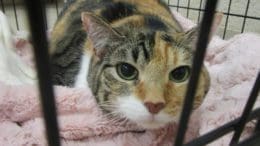 A calico cat inside a cage with a pink cloth