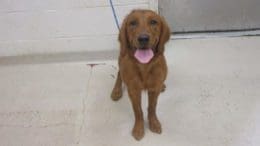 A red retriever with a blue leash, looking happy