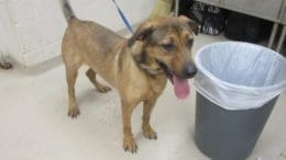 A brown/black dog with a blue leash and tongue's out