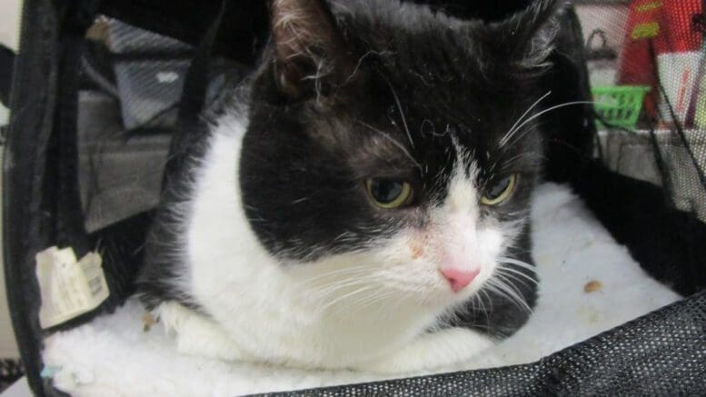 A black/white cat inside a cage, looking sad