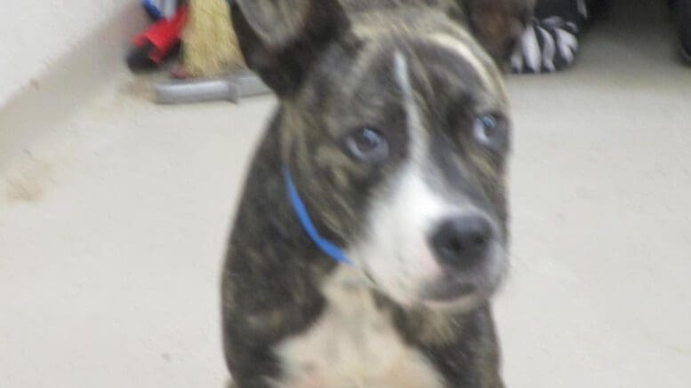 A brindle/white pit bull with a blue leash, looking sad