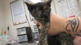 A tortoise shell cat held by someone