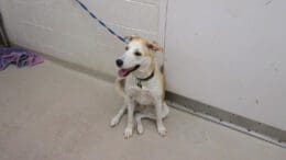 A beige shepherd with a blue leash looking happy