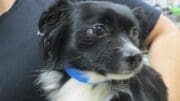 A black/white chihuahua with a blue leash, held by someone behind