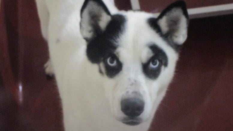 A white/black husky looking angry