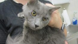 A gray cat looking angry, held by someone behind