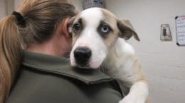 A white/tan puppy held by someone, looking sad