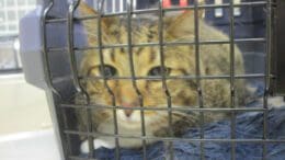 A tabby cat inside a cage, looking sad